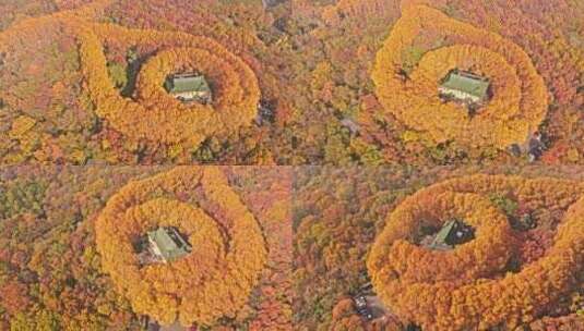 南京钟山风景区秋景高清在线视频素材下载