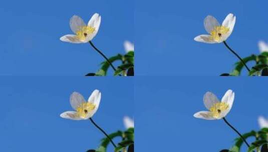木海葵野花花蓝天自然植物高清在线视频素材下载