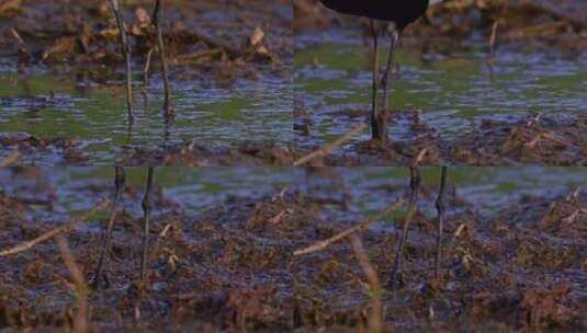 Spur Winged Lapwing，高清在线视频素材下载