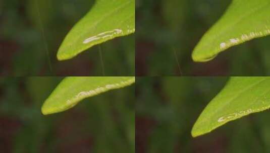 被雨淋的树叶高清在线视频素材下载