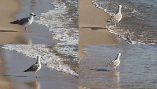 海边海鸥高清在线视频素材下载