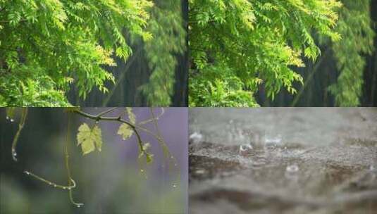 自然下雨环境下树叶滴水绿色生态高清在线视频素材下载