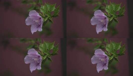 木槿花特写高清在线视频素材下载