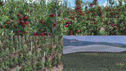 威宁苹果种植基地航拍高清在线视频素材下载