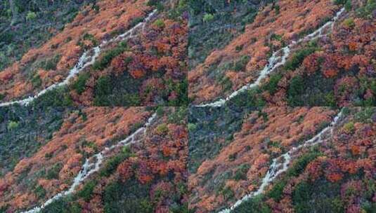 秋日红叶森林航拍满山红叶高清在线视频素材下载