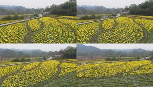 六安霍山菊花花海高清在线视频素材下载