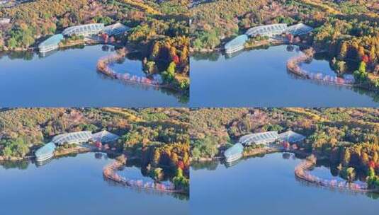 南京秋天 前湖公园 秋天 植物博物馆高清在线视频素材下载