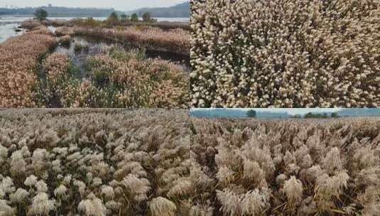 芦苇荡湿地多镜头航拍高清在线视频素材下载