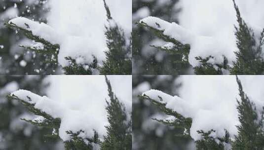 冬天下雪唯美雪景松树枝头被雪覆盖高清在线视频素材下载