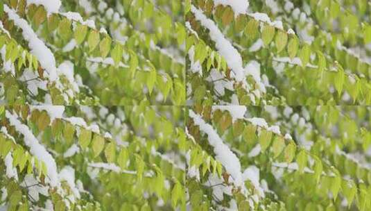 中国东北冬季大雪中的树绿叶植物高清在线视频素材下载