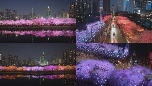 武汉西北湖公园夜樱花航拍高视角4k精选合集高清在线视频素材下载