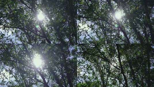 4k树林透光风景/阳光/空镜高清在线视频素材下载