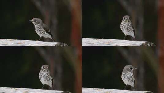 木头上的灰色条纹鸟动物4K视频素材高清在线视频素材下载