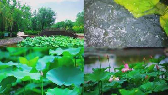 【开放式结尾】东营：雨过荷塘野趣横生高清在线视频素材下载
