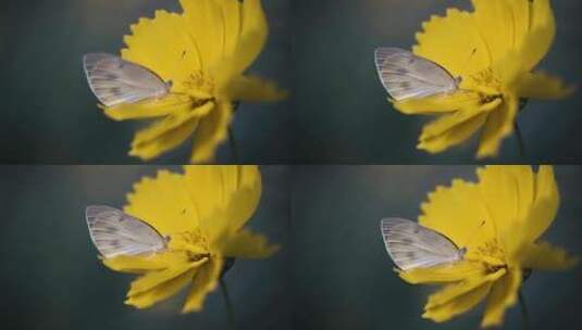 蝴蝶和花高清在线视频素材下载
