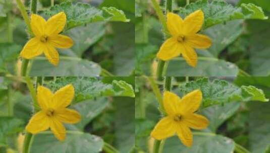 特写黄瓜花高清在线视频素材下载