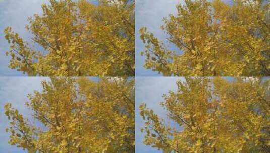 银杏树叶秋天美丽银杏树高清在线视频素材下载