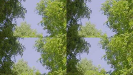 蓝天绿树高清在线视频素材下载