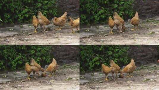 土鸡农村散养三黄鸡母鸡原生态高清在线视频素材下载