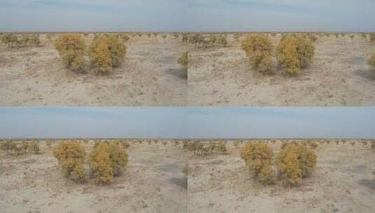 原创 新疆巴州且末县塔克拉玛干沙漠胡杨林高清在线视频素材下载