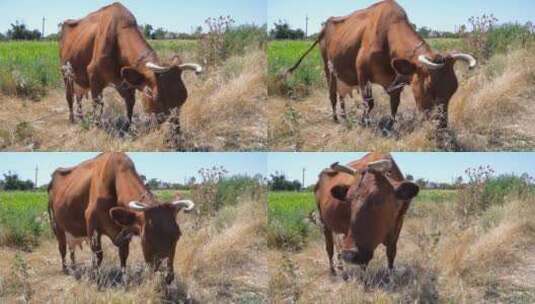 吃草的牛高清在线视频素材下载