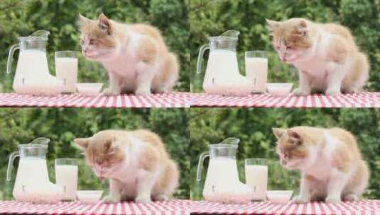 桌子上的小猫舔牛奶高清在线视频素材下载
