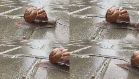 蜗牛在地上慢慢爬行高清在线视频素材下载