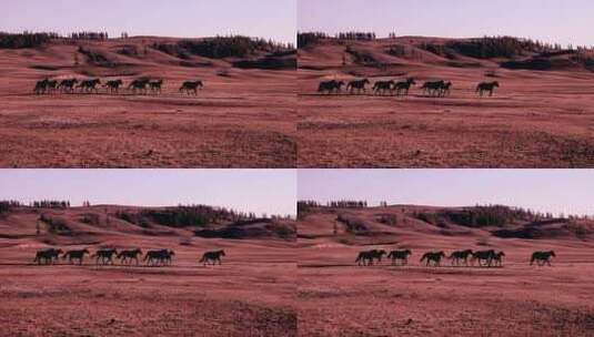新疆夏日 砾石平原上奔跑的几匹马 中景高清在线视频素材下载