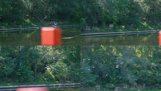 4K升格实拍在河岸边飞翔的野生动物白鹭高清在线视频素材下载