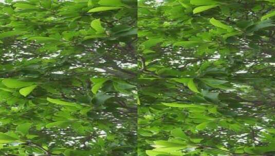 植物树木树荫旋转大自然高清在线视频素材下载