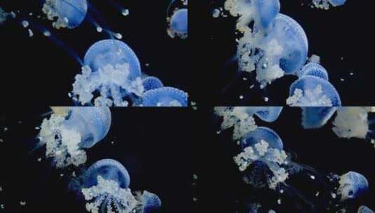 4K 水族馆 水母高清在线视频素材下载