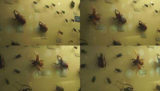 昆虫甲虫巨齿蛉马蜂螳螂独角仙标本高清在线视频素材下载