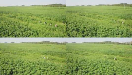 东北航拍亚麻种植农业工业汉麻大麻高清在线视频素材下载