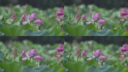 荷花 杭州西湖 诗画江南 园林庭院高清在线视频素材下载
