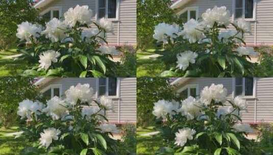 花园里美丽的白色牡丹高清在线视频素材下载