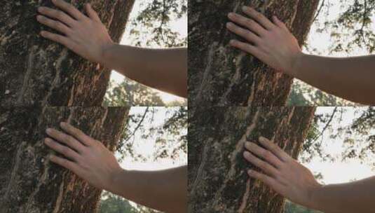 触摸树干的手高清在线视频素材下载