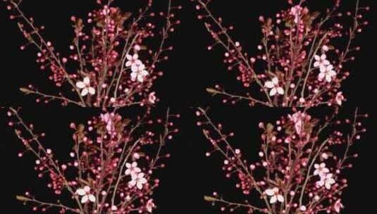 樱桃树上开着粉色的花高清在线视频素材下载