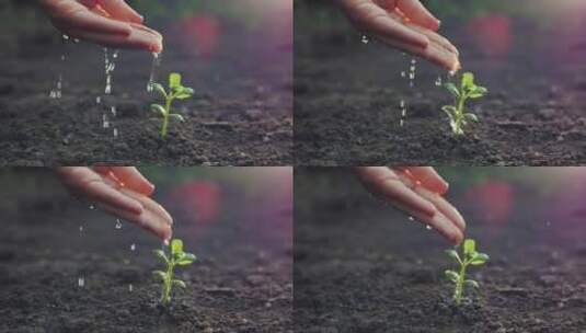 用手浇灌小植物的人高清在线视频素材下载