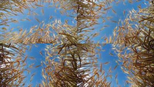 金色小麦和蓝天的全景高清在线视频素材下载