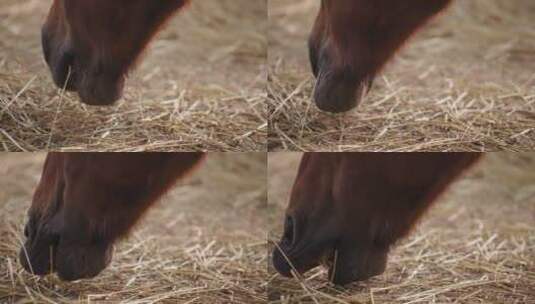 马吃干草的特写镜头高清在线视频素材下载