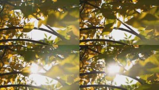 秋天阳光穿过树叶唯美空镜高清在线视频素材下载