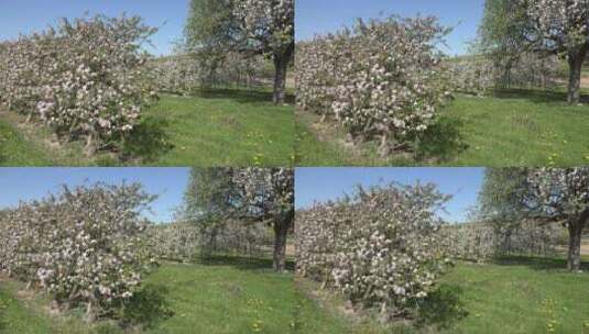 春暖花开的果园高清在线视频素材下载