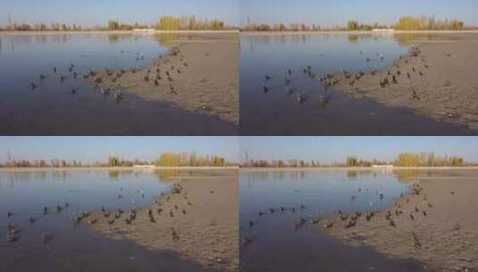深秋北方农村水库鸟群高清在线视频素材下载