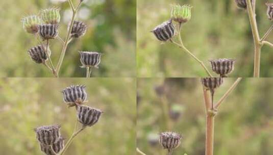 苘麻野生麻原料高清在线视频素材下载