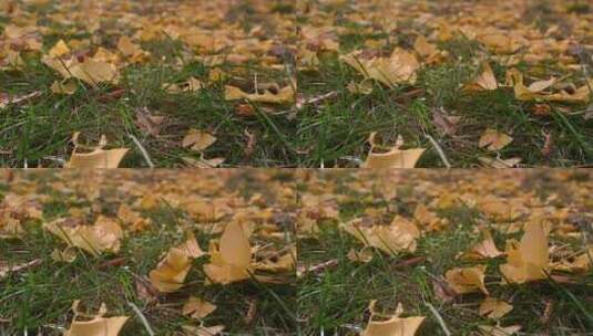 秋天草地上缓缓飘落的银杏树叶高清在线视频素材下载