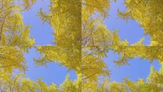蓝天下金黄的银杏树高清在线视频素材下载