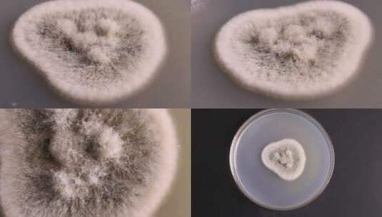 微生物学实验器材菌落展示高清在线视频素材下载