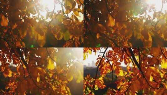 秋天树叶视频高清在线视频素材下载