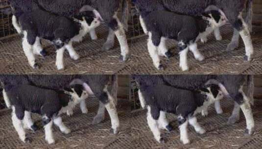 实拍吃奶的小羊羔高清在线视频素材下载