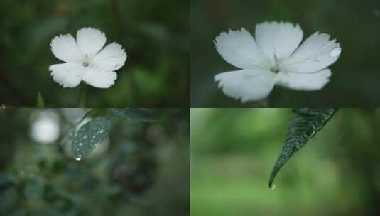 雨滴雨水下雨 叶子花朵水滴滑落 叶子滴水高清在线视频素材下载